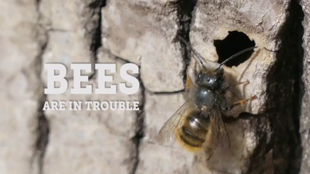 Bees Are In Trouble